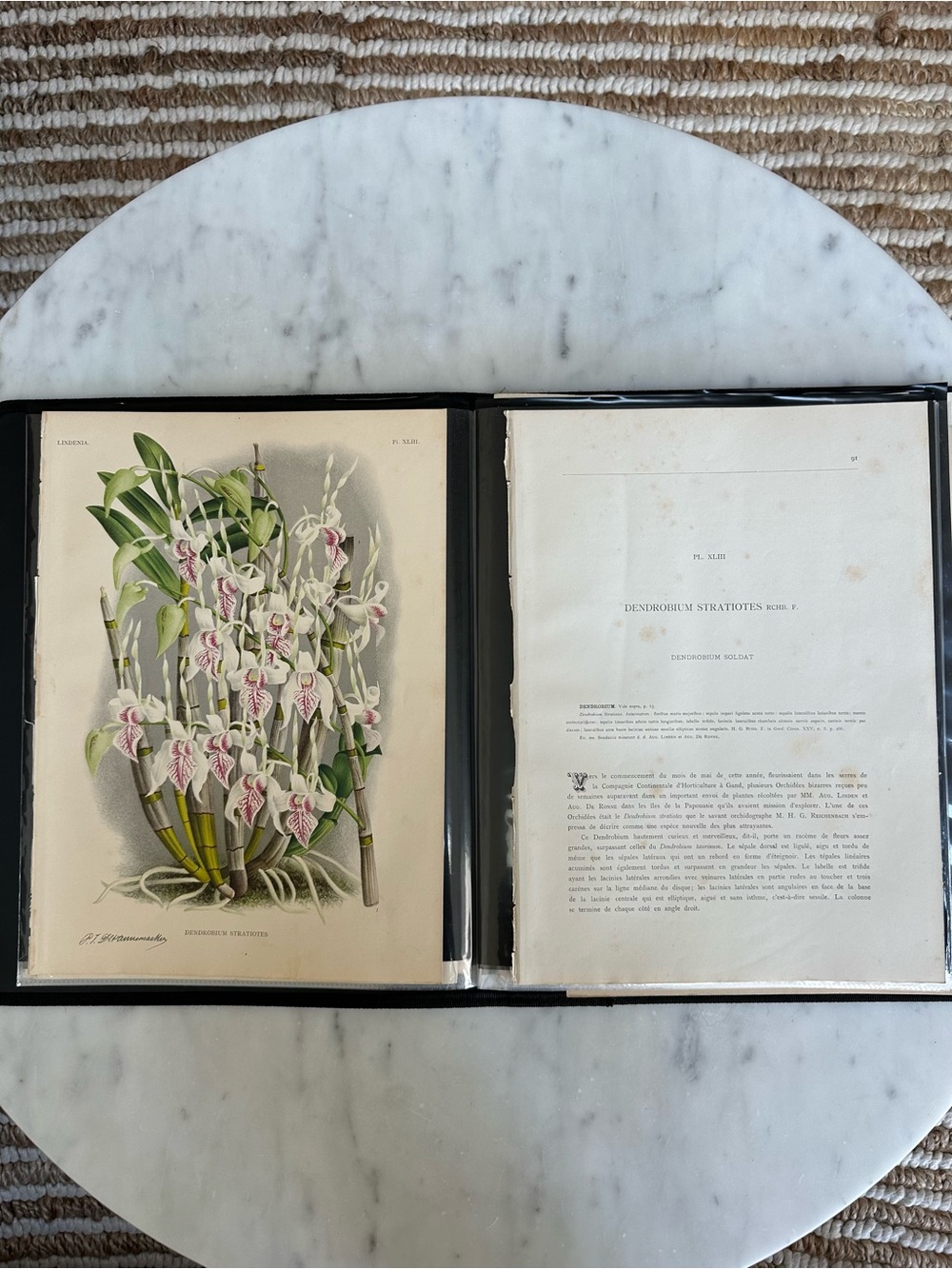 1885 Dendrobium stratiotes Rchb. f. Plate XLIII (Planche XLIII) Lindenia